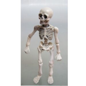 Skelet mens